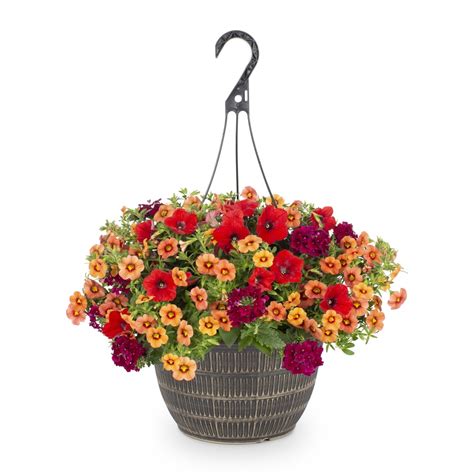 This 12 pack is great for adding bold, seasonal color to your landscape in flower beds, around mailboxes, and when creating borders. . Lowes flowers annuals